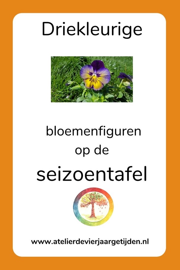 Driekleurige viooltjes op de seizoenstafel